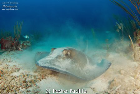 Southern Stingray playing in the sand.
Nikon D80 with to... by Pedro Padilla 