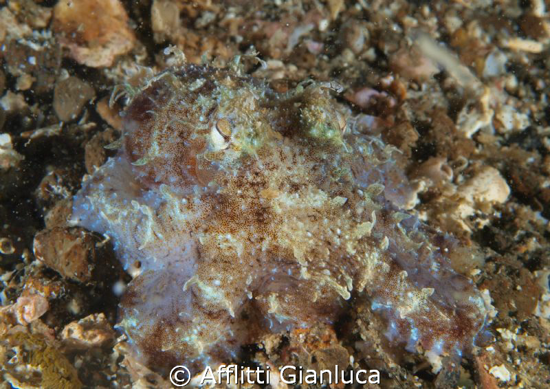 octopus hair by Afflitti Gianluca 