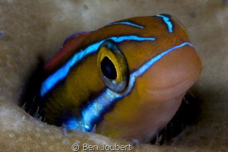 Smile by Ben Joubert 