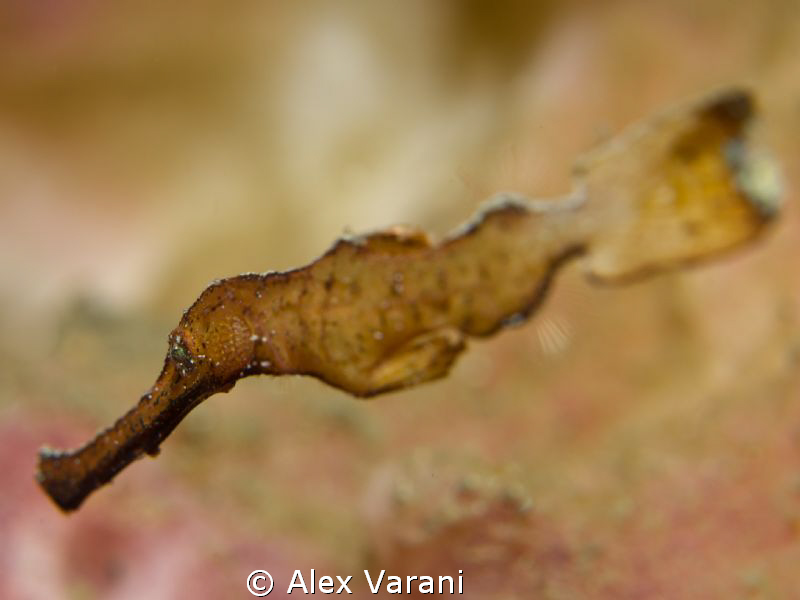Solenostomus "bokeh"... by Alex Varani 