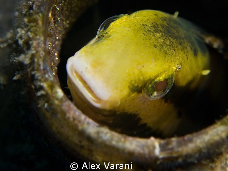 my home with my eggs... by Alex Varani 