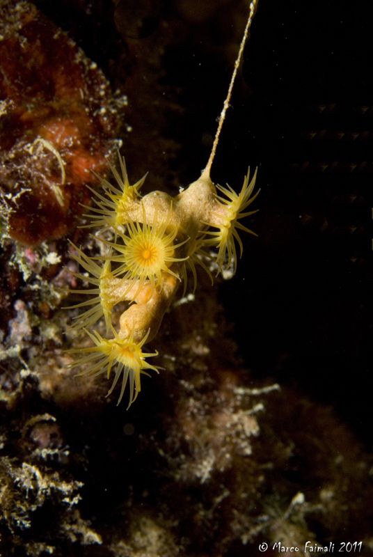 Underwater roof-garden (Parazoanthus axinellae) by Marco Faimali 
