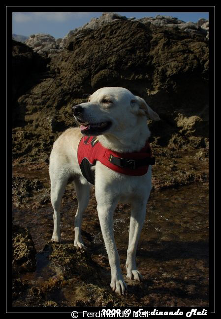 My dear safety dog "Lucky". by Ferdinando Meli 