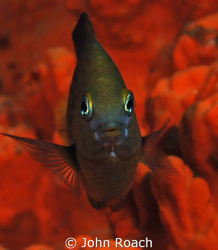 Dusky Damselfish by John Roach 
