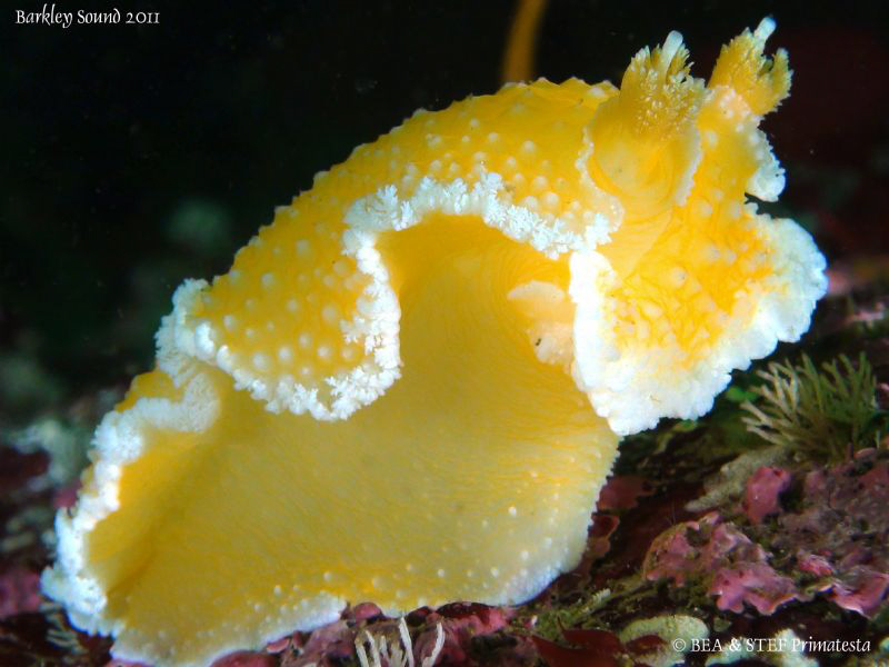 Orange peel nudibranch. by Bea & Stef Primatesta 