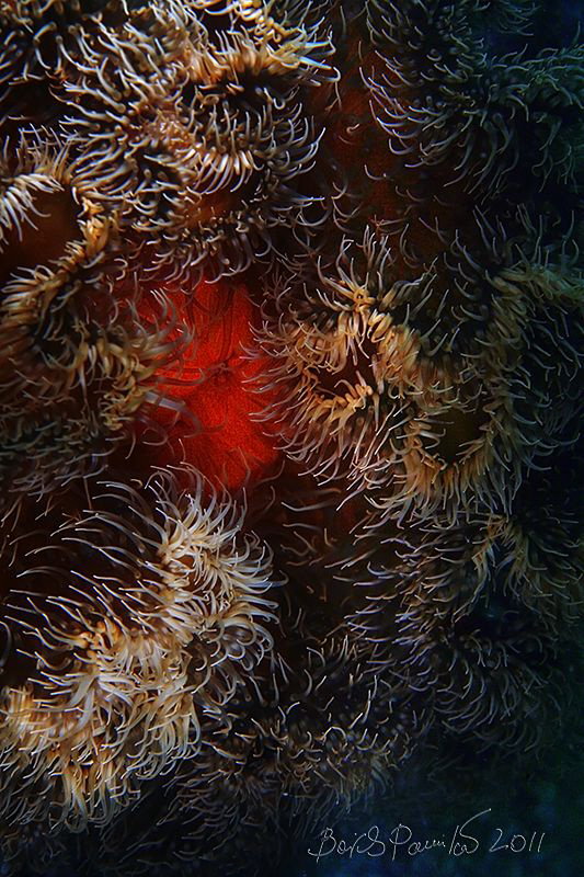 Anemone abstract by Boris Pamikov 
