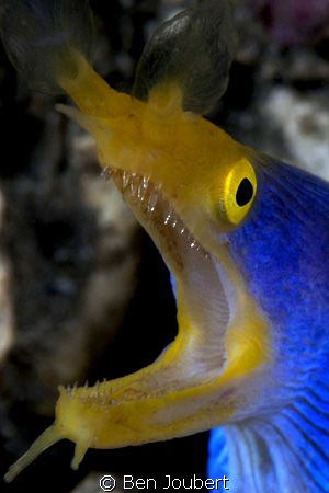 Blue Ribbon Eel by Ben Joubert 