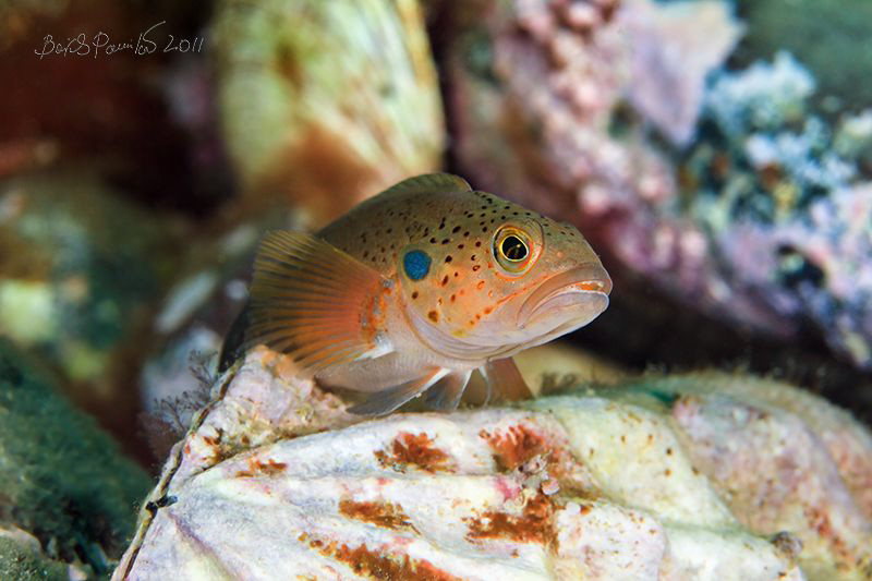 Blackspot ronquil over Swift's pecten
/Bathymaster derju... by Boris Pamikov 
