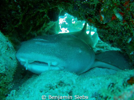 Resting nurseshark by Benjamin Siebs 