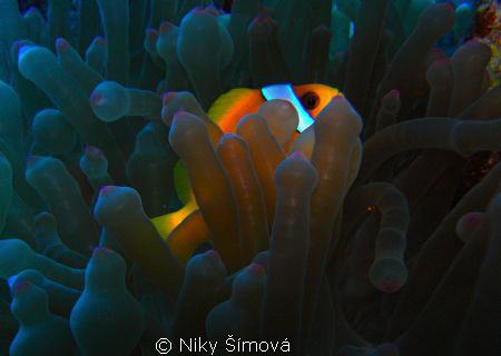amphiprion-ocellaris by Niky Šímová 