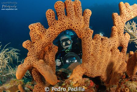 Huge brown sponge and diver. 
Nikon D80 with tokina 10-1... by Pedro Padilla 