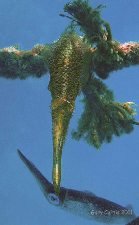 The beautiful array of colours that move through the squi... by Gary Curtis 