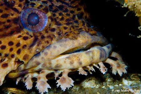 Toad fish Taken in Panama City Beach Florida with a Canon... by Michael Shope 
