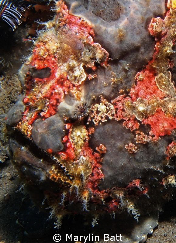 Giant Painted Frog Fish on one of the artificial reefs at... by Marylin Batt 