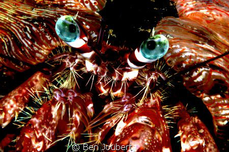 Blue Eyes by Ben Joubert 