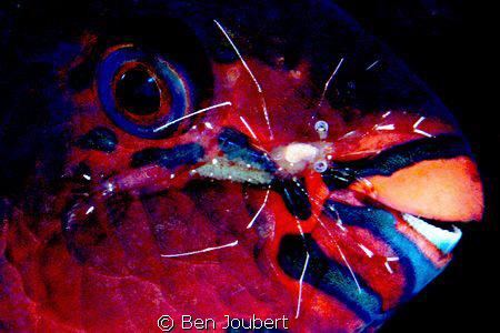 At first, when I took the shot, I thought the two shrimp ... by Ben Joubert 