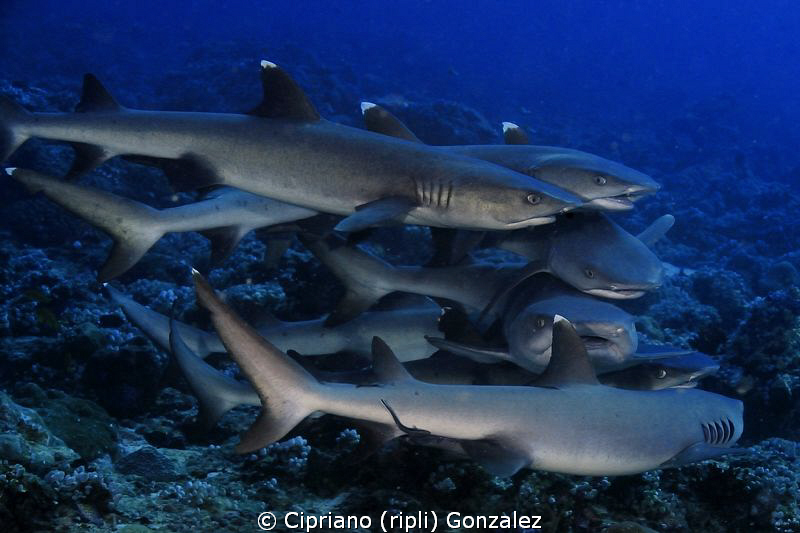 love frenzy at Ari atoll by Cipriano (ripli) Gonzalez 
