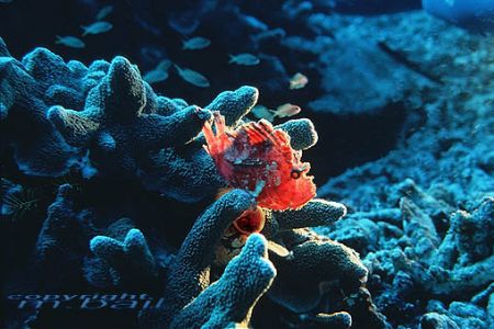 Borneo,Sipadan,Leaffish, taken with nik.RS and a buddy wi... by Manfred Bail 