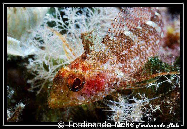 A very small fish (female of Trypterygion tripteronotus). by Ferdinando Meli 