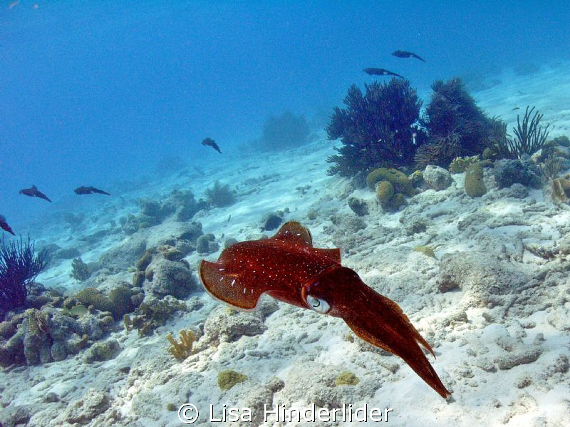 Leader of the pack....a school of 10 squid with 2 males c... by Lisa Hinderlider 