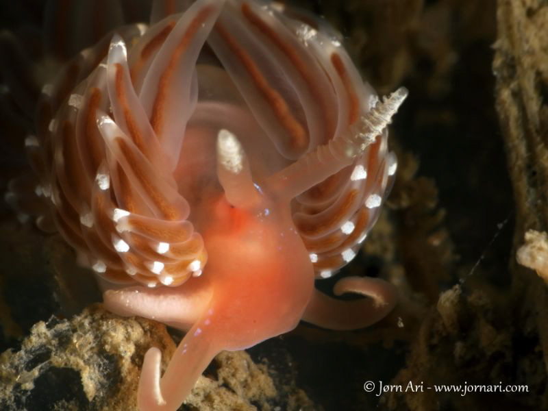 Facelina bostoniensis
 by Jorn Ari 