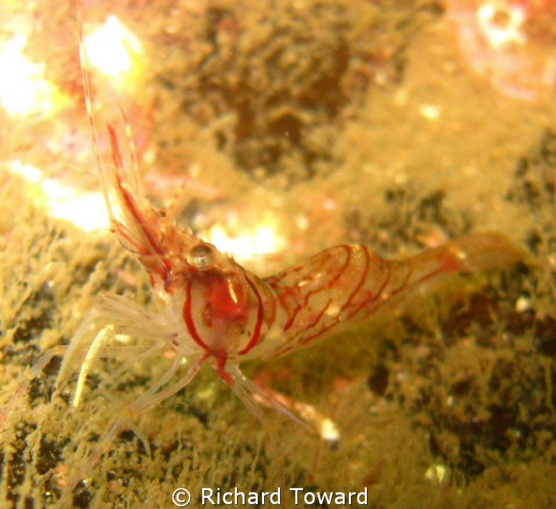 Barber Pole Shrimp by Richard Toward 