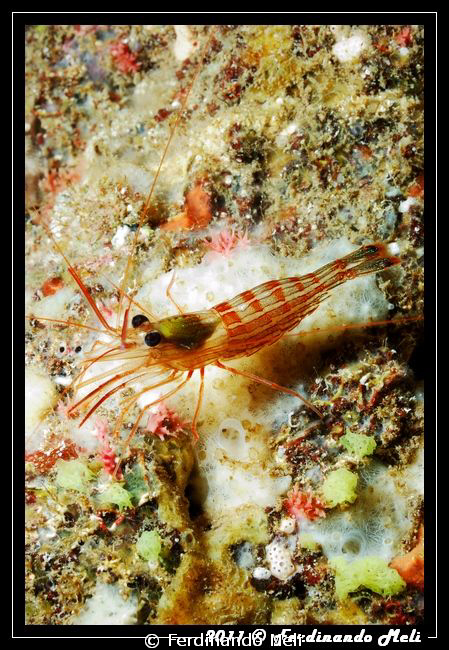 Cleaner shrimp. It is often found in communion with the m... by Ferdinando Meli 