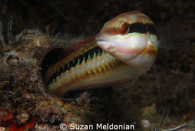 Fish coming out by Suzan Meldonian 