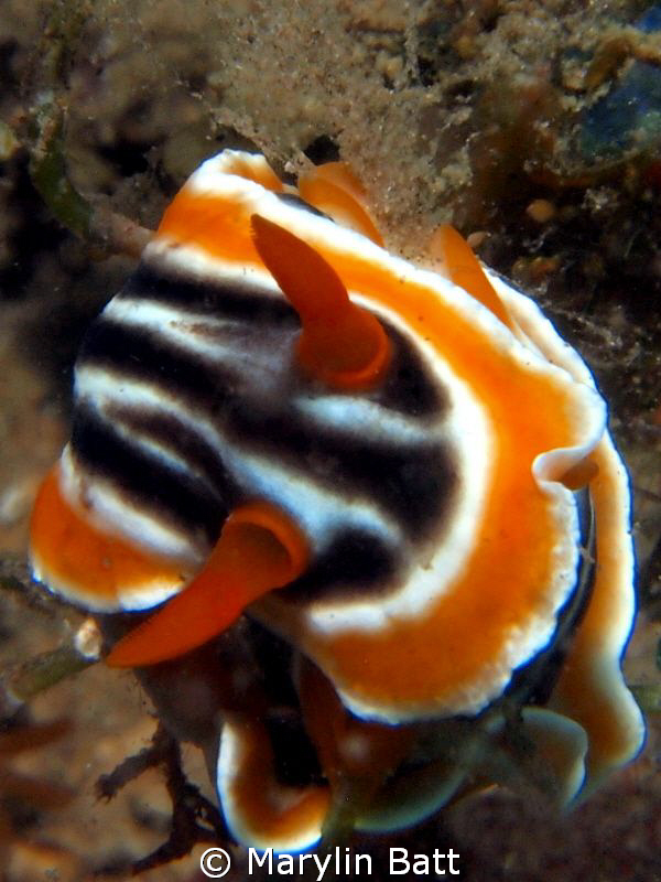 Chromodoris magnifica by Marylin Batt 