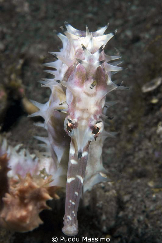 white sea horse,nikon 60 mm by Puddu Massimo 