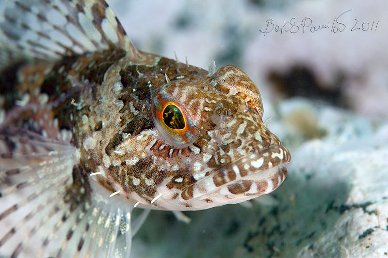 young elegant sculpin by Boris Pamikov 