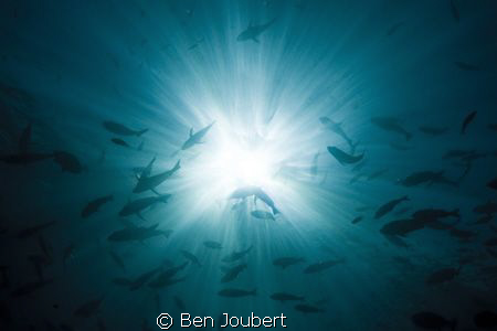 Silhouette by Ben Joubert 