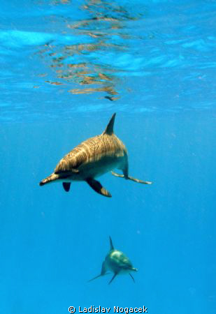 sataya dolphin reef
 by Ladislav Nogacek 