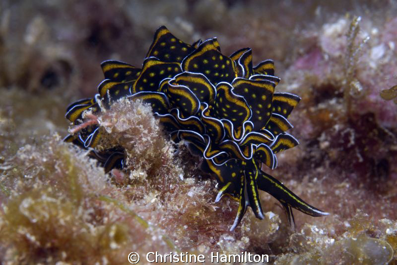 Armour Plated ! by Christine Hamilton 