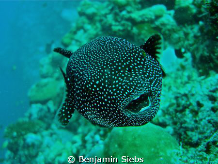 Smiling Pufferfish by Benjamin Siebs 