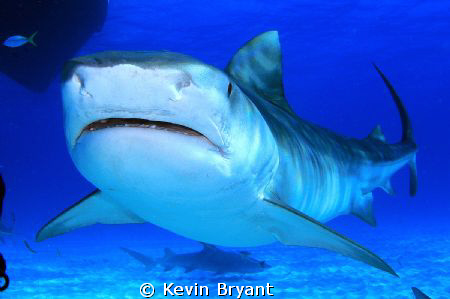 Yellowtail Snapper (Ocyurus chrysurus) by Kevin Bryant 