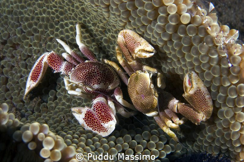 a couple of...,nikon 60mm macro by Puddu Massimo 