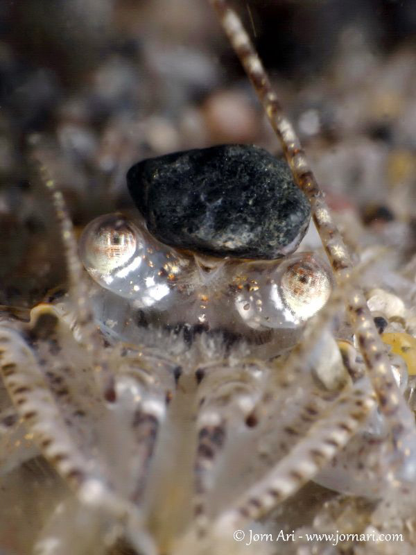 Shrimp (Crangon crangon) by Jorn Ari 