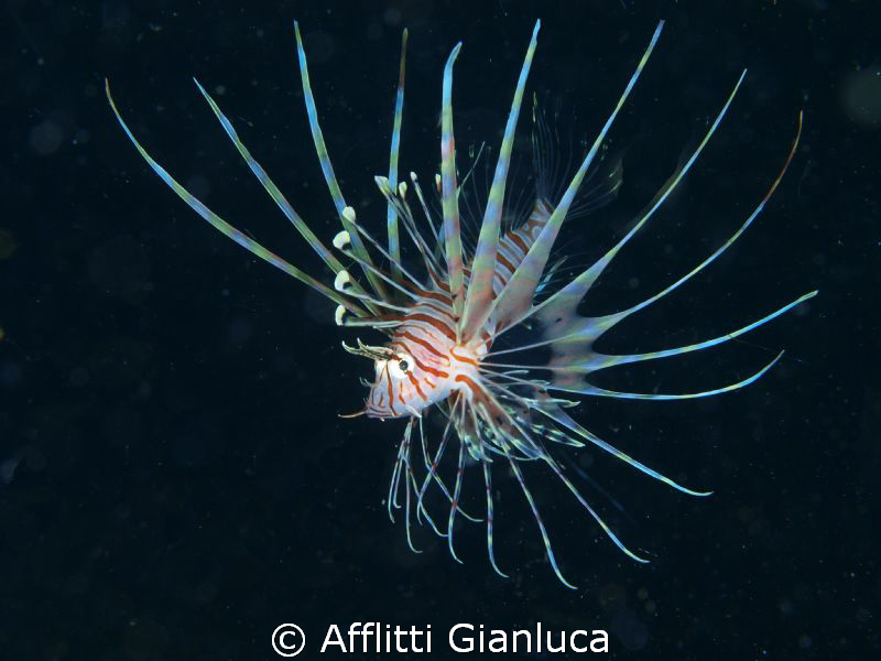 profile vigorous by Afflitti Gianluca 