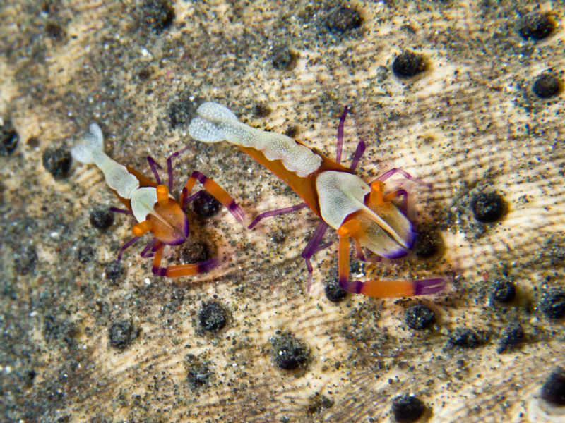 Periclemenes imperator - couple - by Alex Varani 