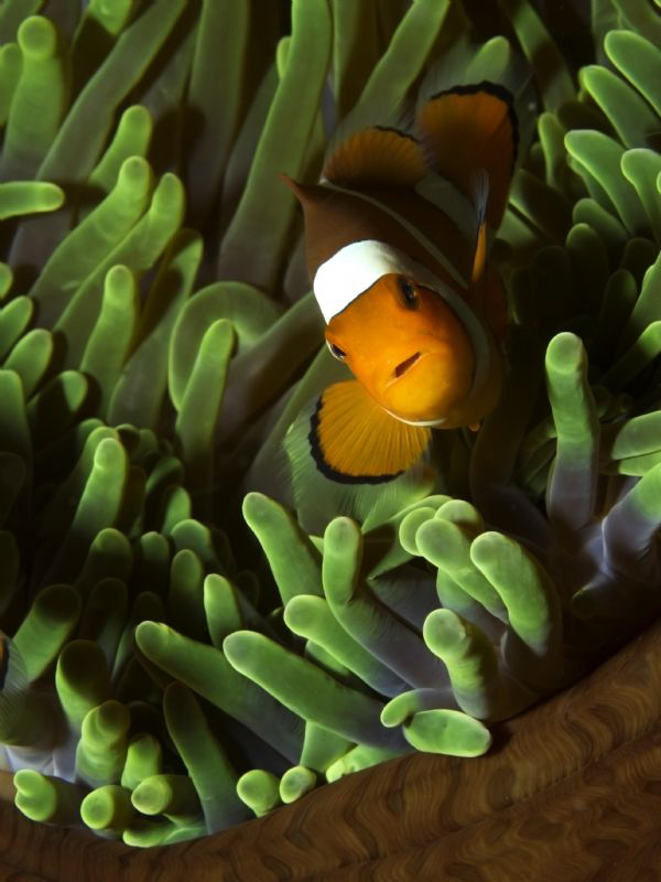 Amphiprion ocellaris by Alex Varani 