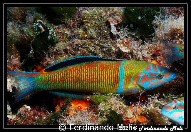 A very fast fish (male of Thalassoma pavo). 1/125 f16 man... by Ferdinando Meli 