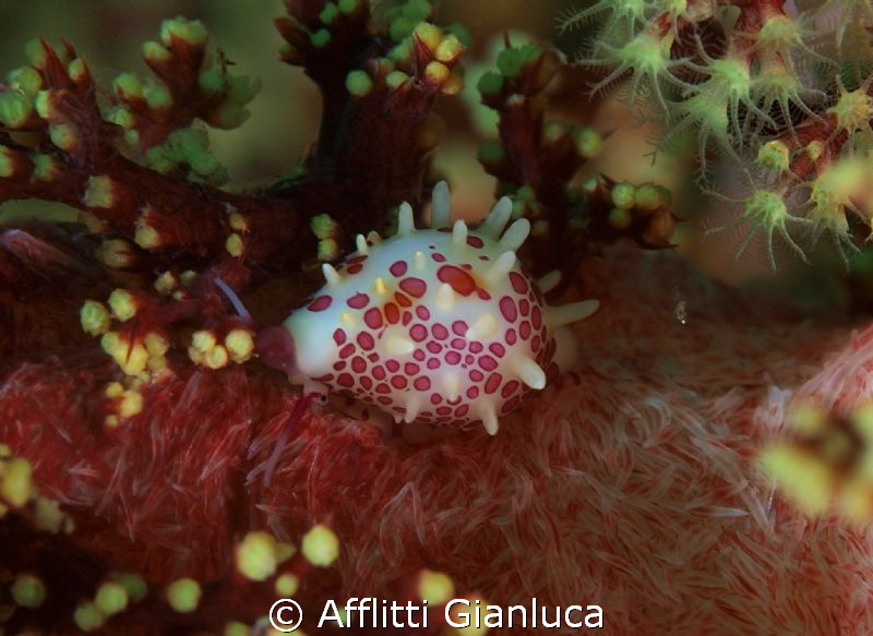 no nudibanchia by Afflitti Gianluca 