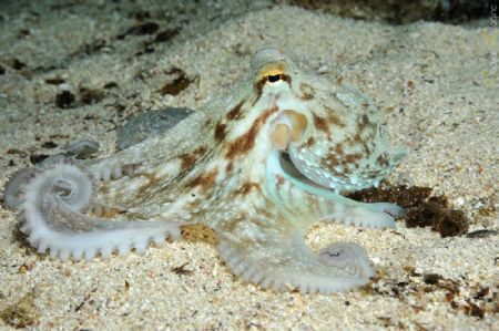 A very patient little octopus on a night dive in St. Giul... by Nadya Kulagina 