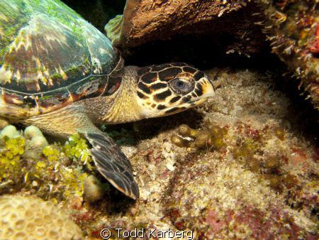 little turtle relaxing in the coral by Todd Karberg 