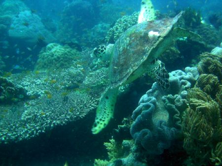 Mamsa Point, Apo Island, Dumaguete, Philippines. by Gerard Alfonso Dacles 