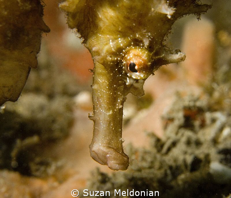 An intimate moment with my friend. by Suzan Meldonian 