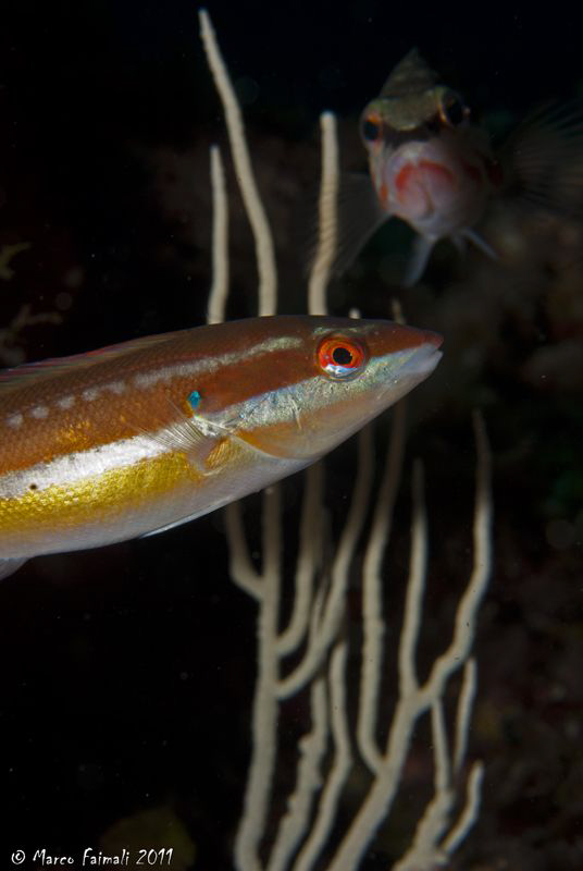 Mediterranean rainbow wrasse (Coris julis) by Marco Faimali 