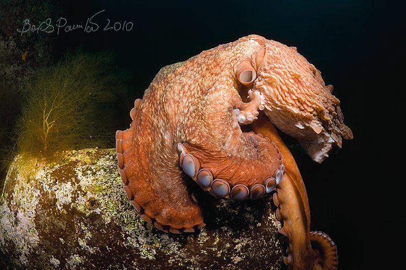 Le Penseur / Thinker
/ Giant Octopus Dofleini by Boris Pamikov 