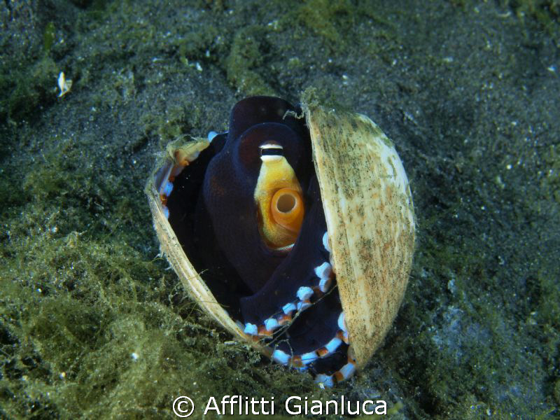 coconut octopus by Afflitti Gianluca 